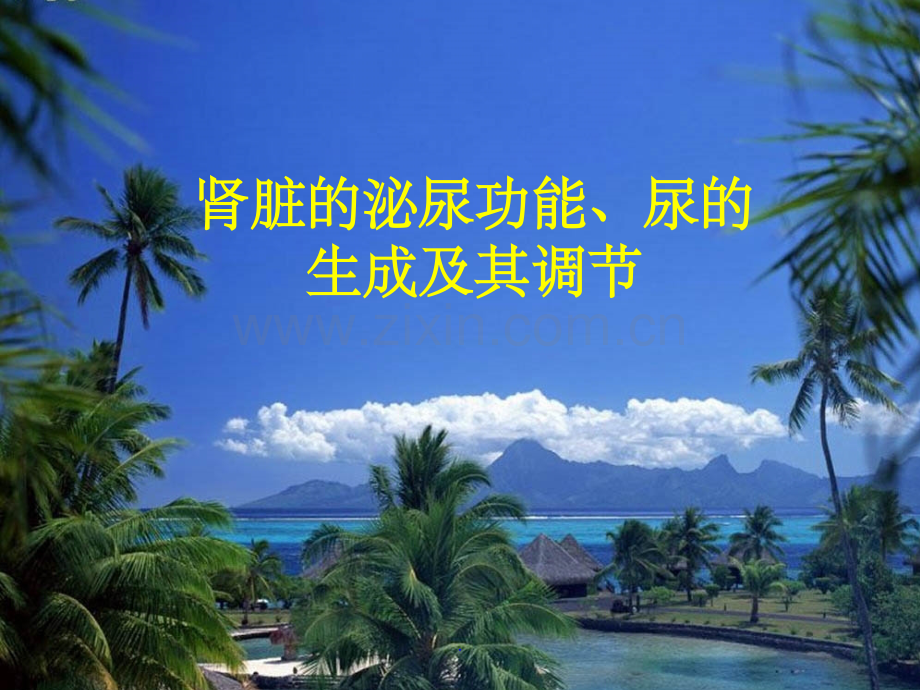 肾脏的泌尿功能、尿的生成及其调节.ppt_第1页