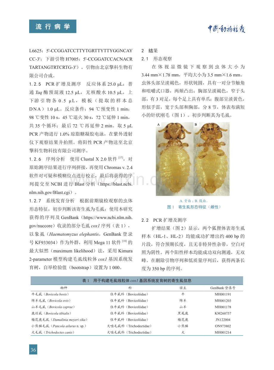 狐狸体表犬啮毛虱的形态特征观察和分子鉴定.pdf_第3页