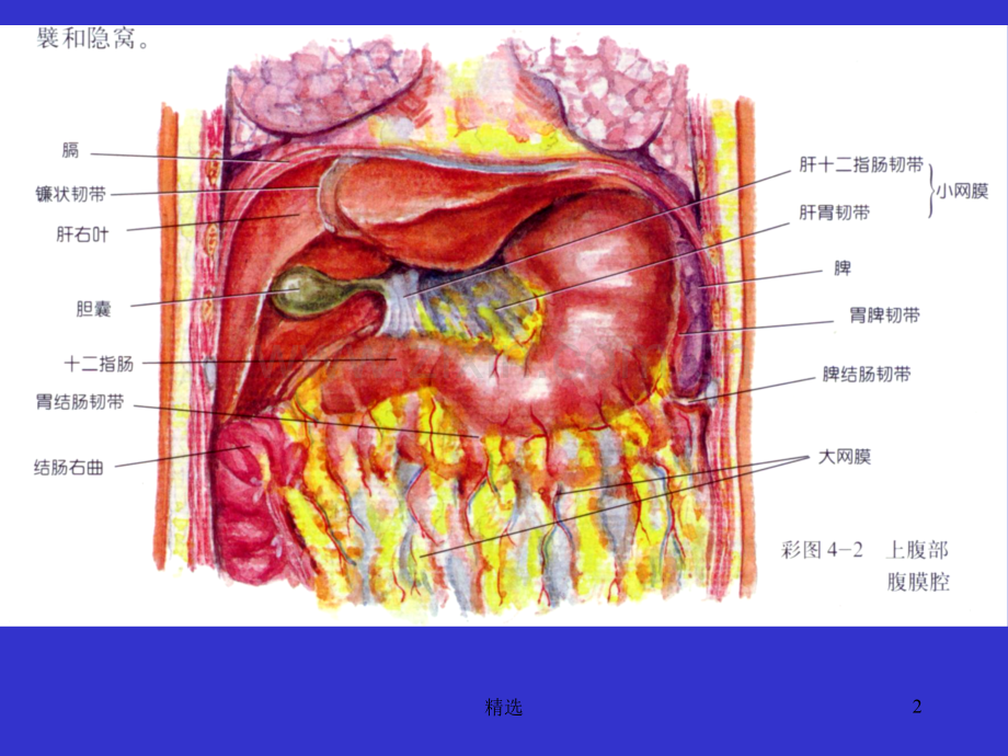 胃的解剖.ppt_第2页