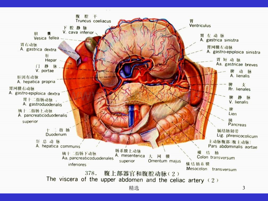胃的解剖.ppt_第3页