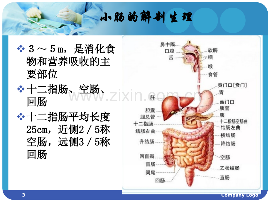 小肠的解剖生理.ppt_第3页