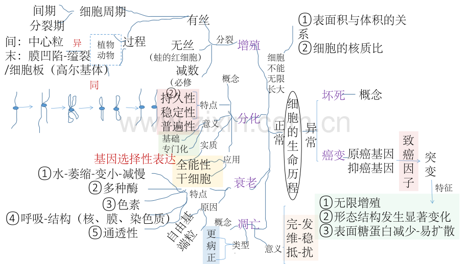 分子与细胞-思维导图.ppt_第1页