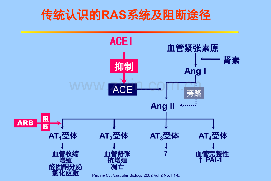 ACEI和ARB与高血压及相关疾病的合理治疗.ppt_第3页