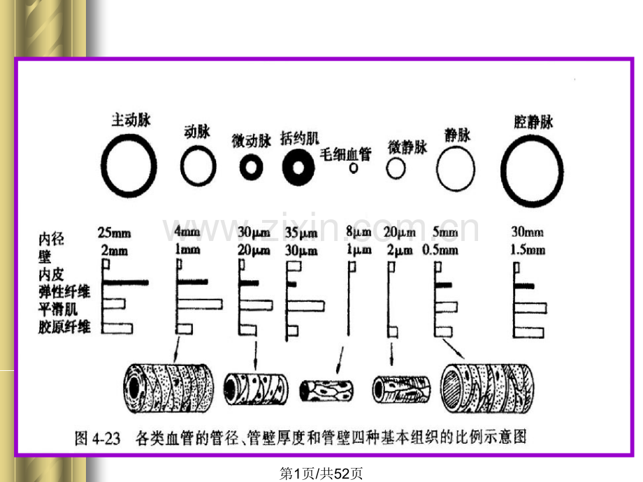 循环系统二.pptx_第1页