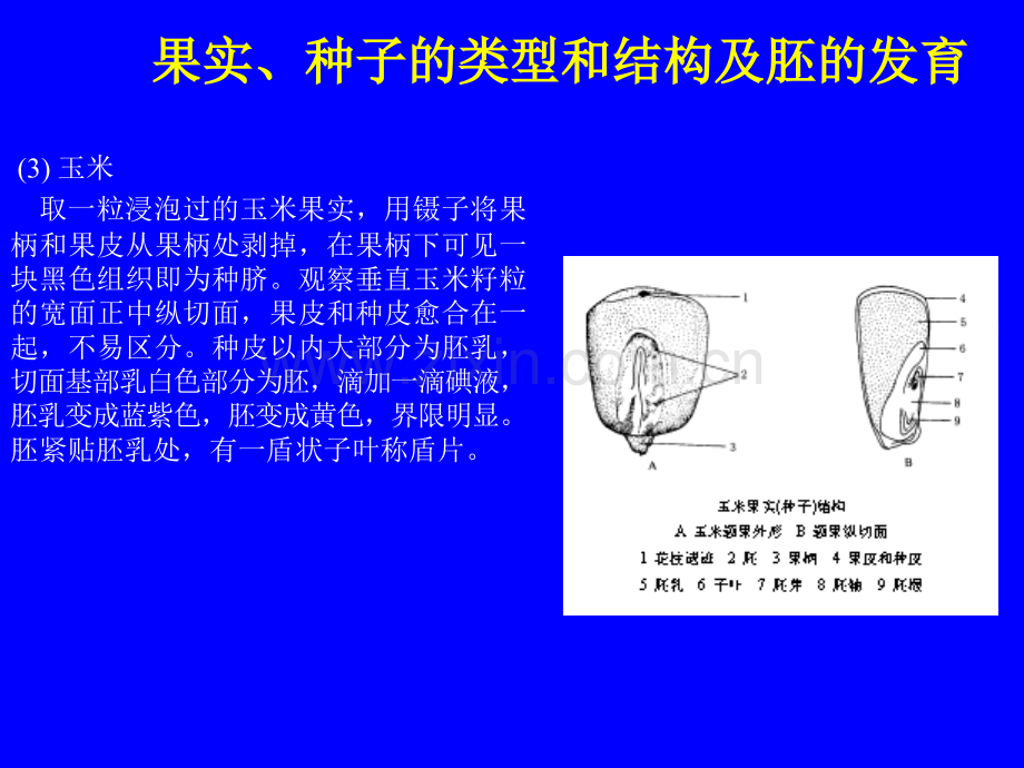 果实的结构与类型.pptx_第3页