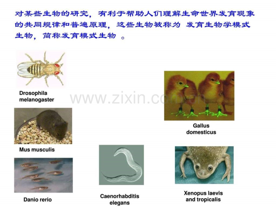 发育生物学模式生物.pptx_第2页