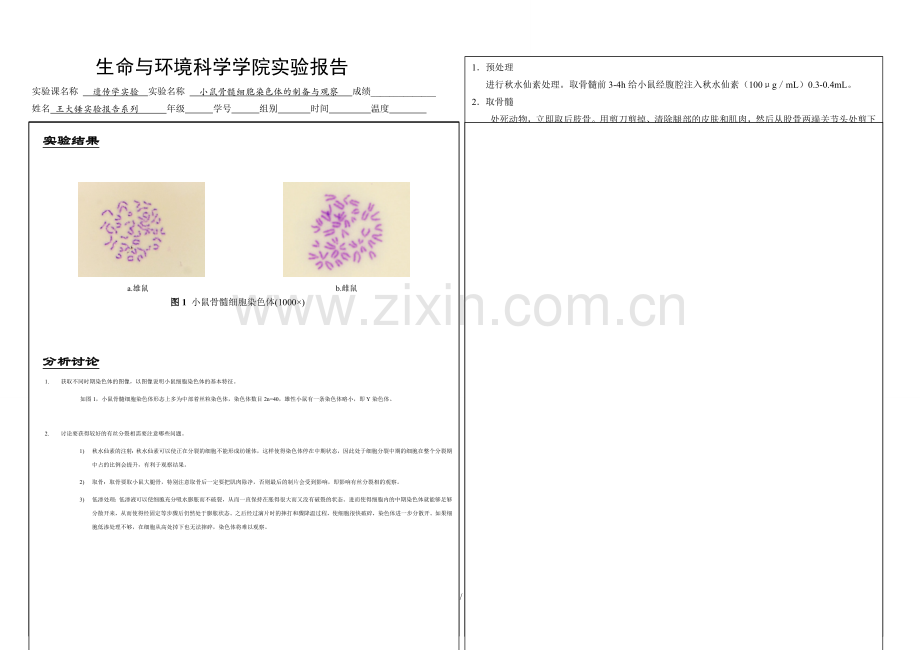 小鼠骨髓染色体实验报告.doc_第1页