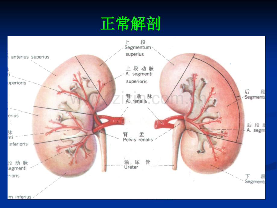 泌尿系统及中枢神经系统室验片.pptx_第1页