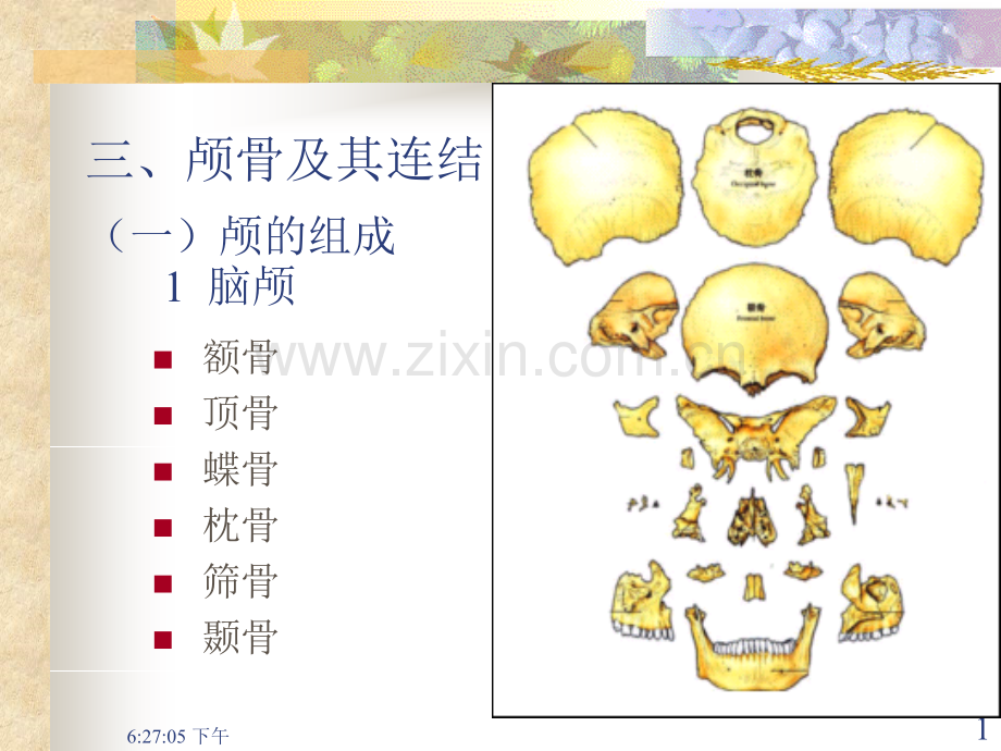 颅骨及其贯穿连接.pptx_第1页