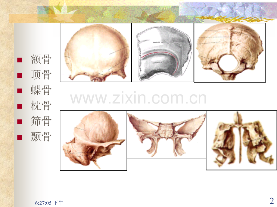 颅骨及其贯穿连接.pptx_第2页