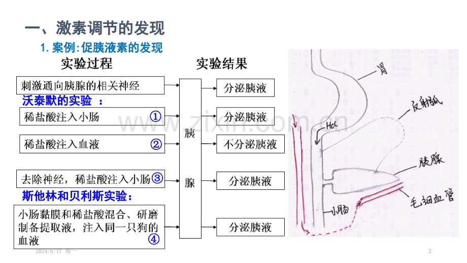 动物激素的种类及作用幻灯片.pptx_第2页