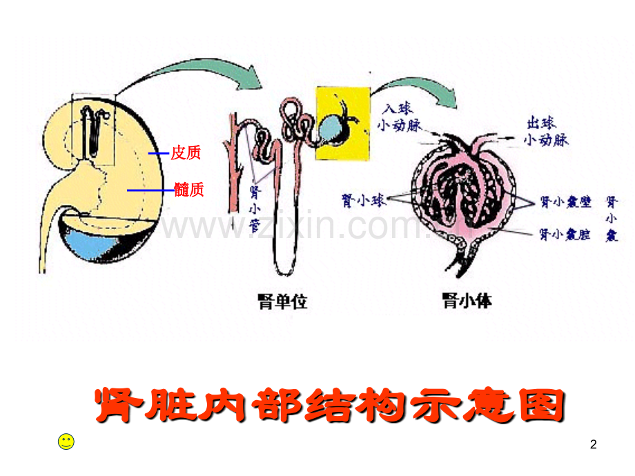 肾单位的结构幻灯片.ppt_第2页