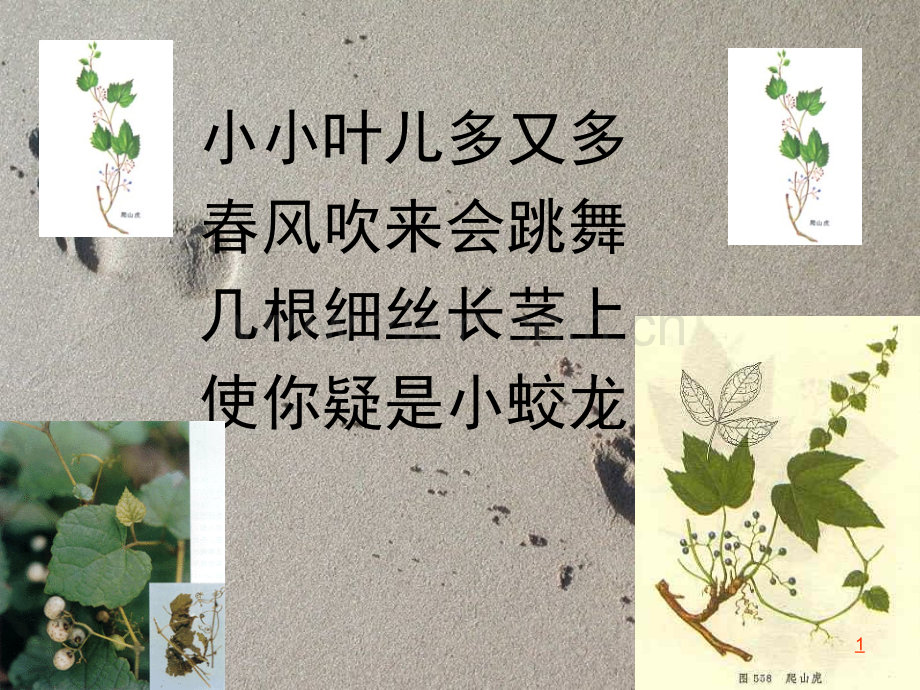 爬山虎的脚优秀特等奖.ppt_第1页