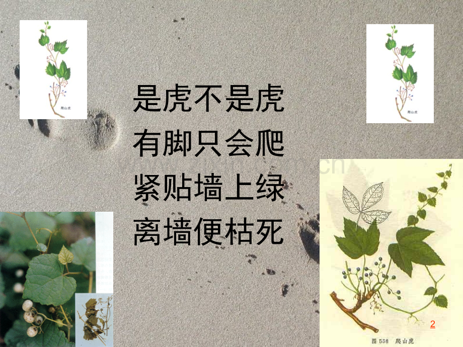 爬山虎的脚优秀特等奖.ppt_第2页