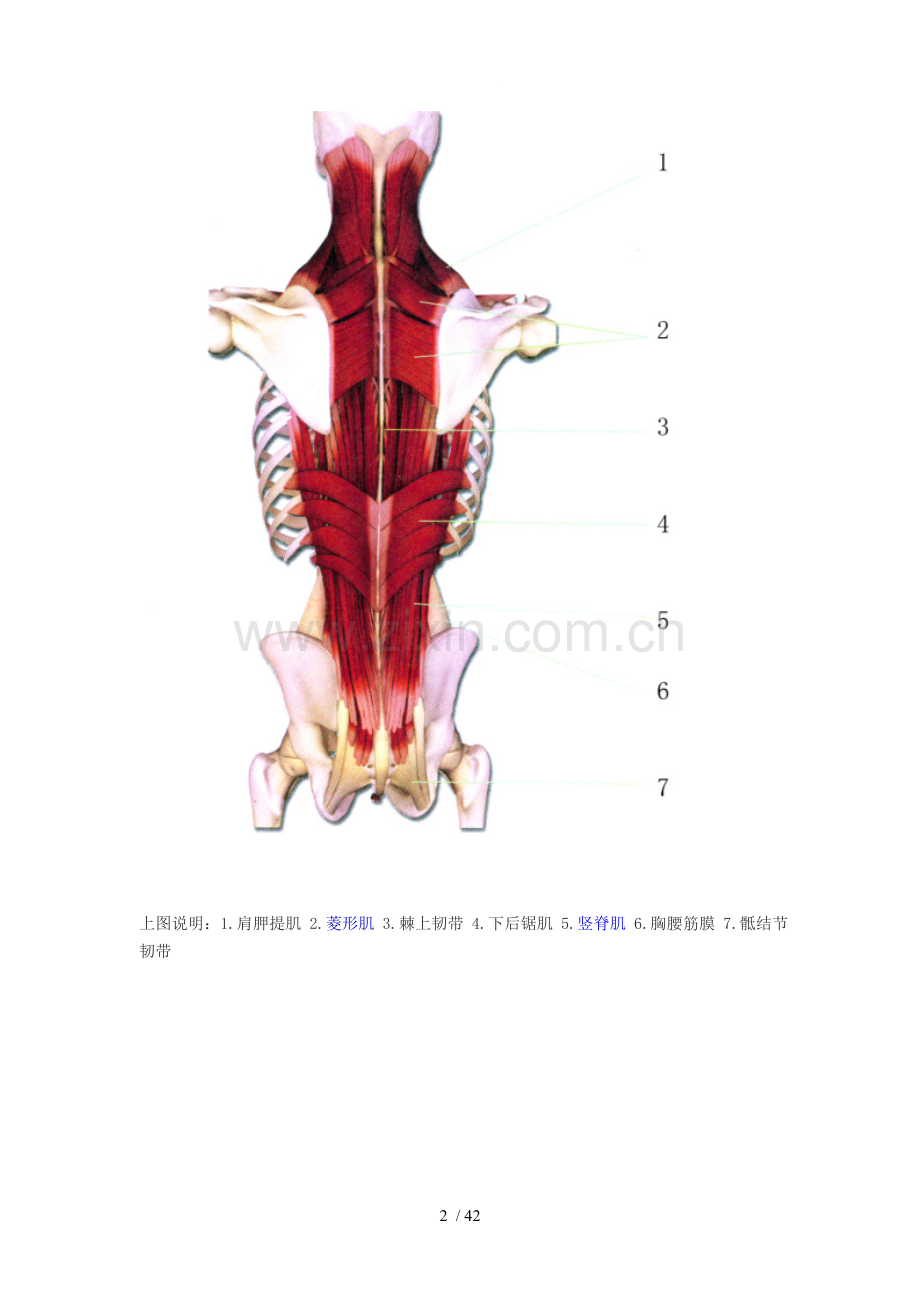 肌肉解剖图doc.doc_第2页