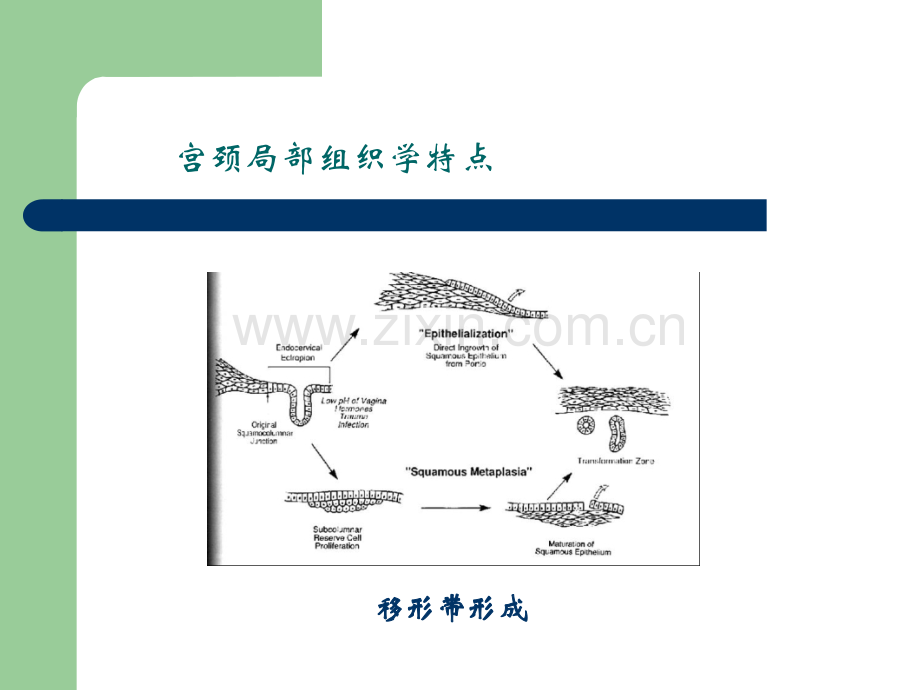 宫颈病变质控标准-制定思考.pptx_第3页