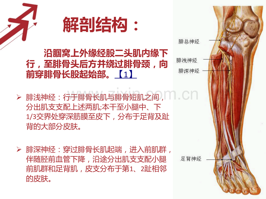 文献-腓总神经.pptx_第3页