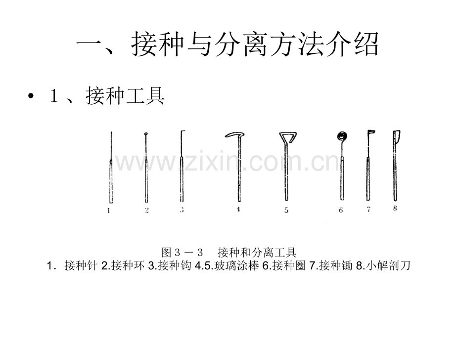 微生物分离接种与培养技术.pptx_第1页