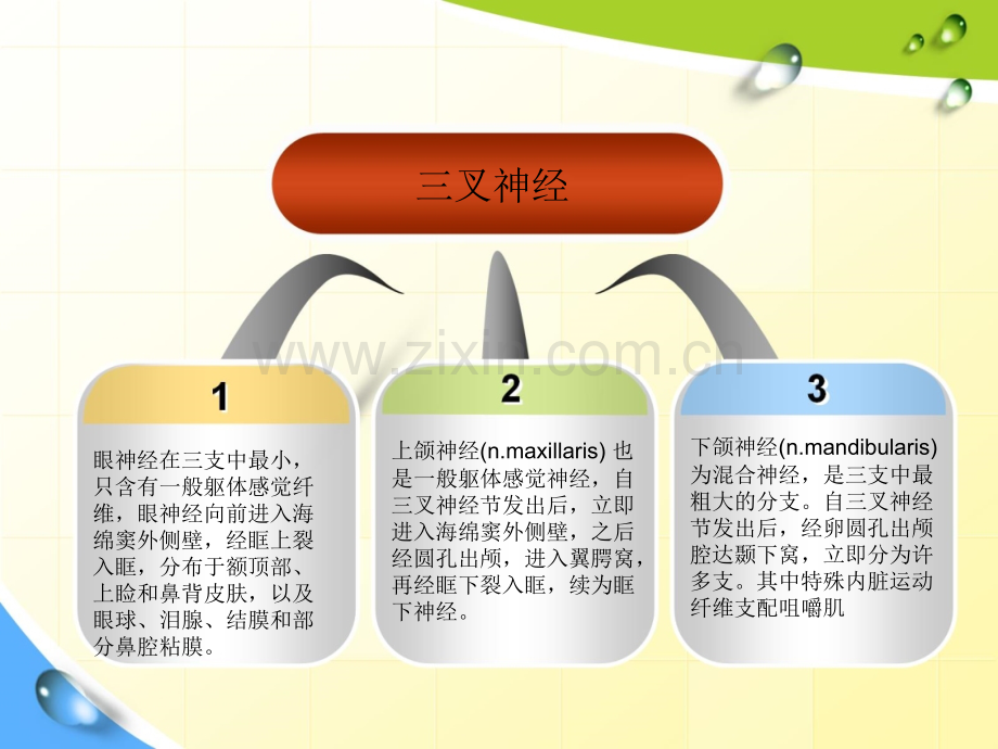 面部的三叉神经在什么部位.pptx_第2页