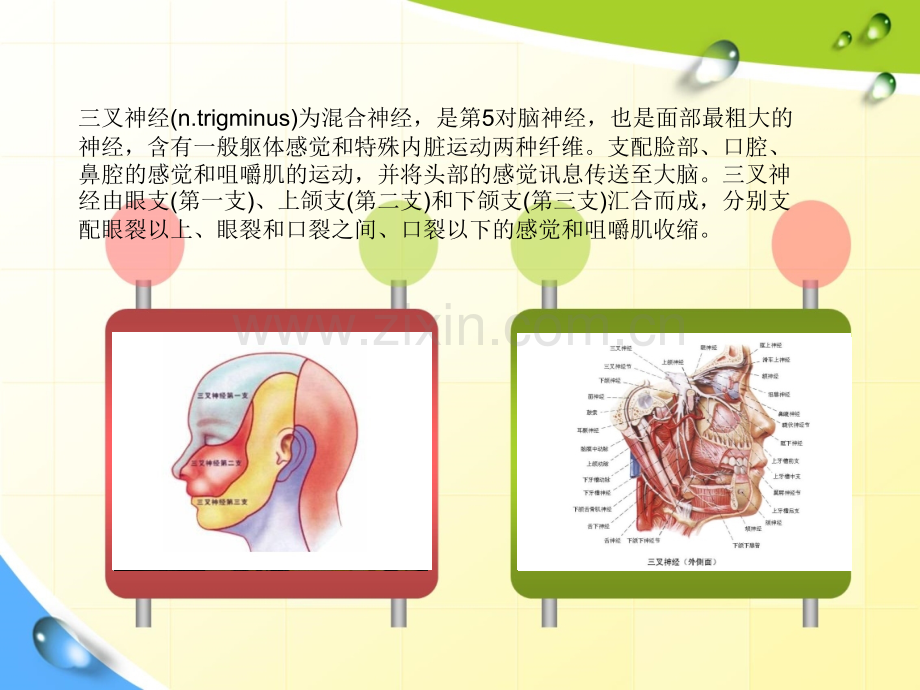 面部的三叉神经在什么部位.pptx_第3页