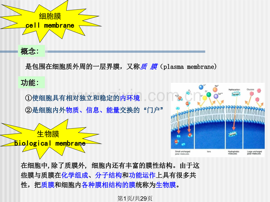 细胞膜及其表面1.pptx_第1页