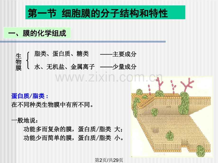 细胞膜及其表面1.pptx_第2页