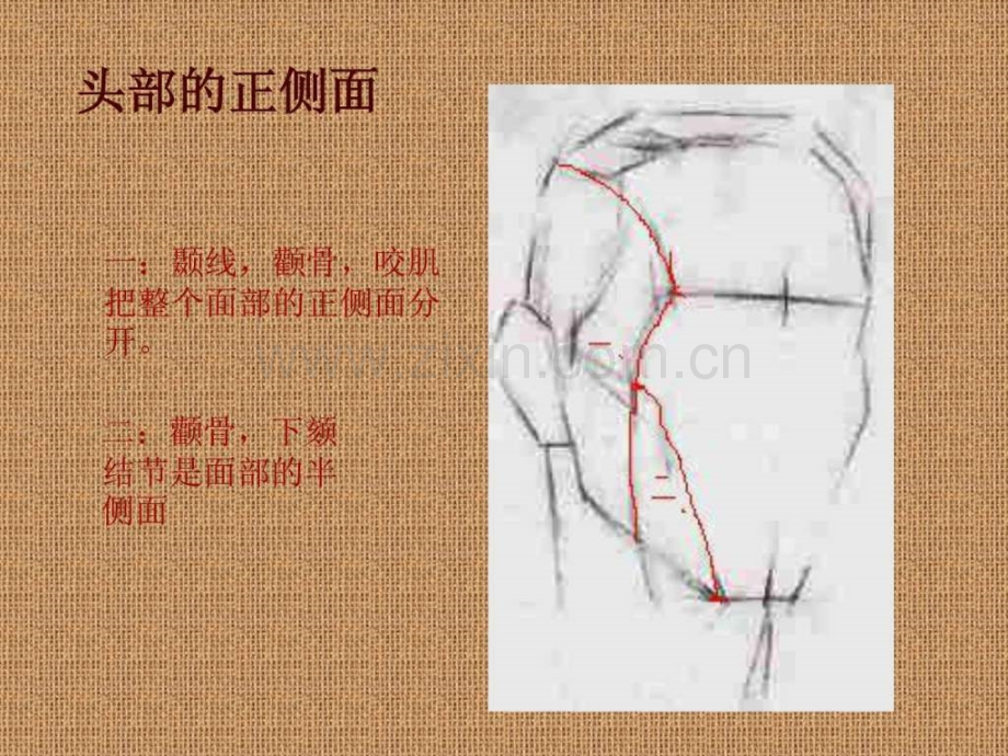 素描头像结构分析..pptx_第3页