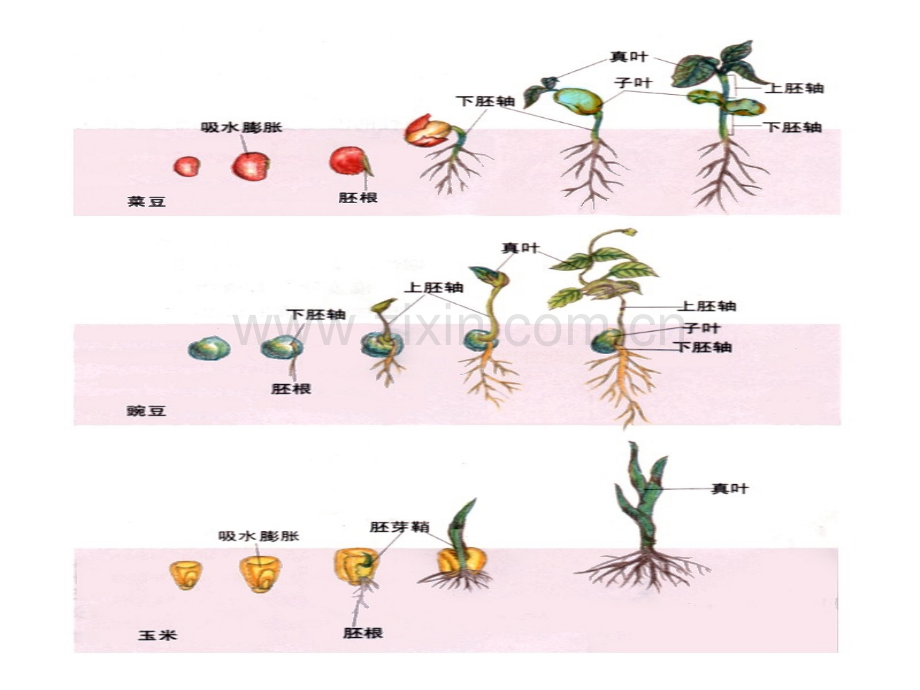 大班科学奇妙的种子.pptx_第3页