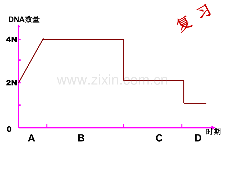 卵细胞的形成及受精作用用.pptx_第1页