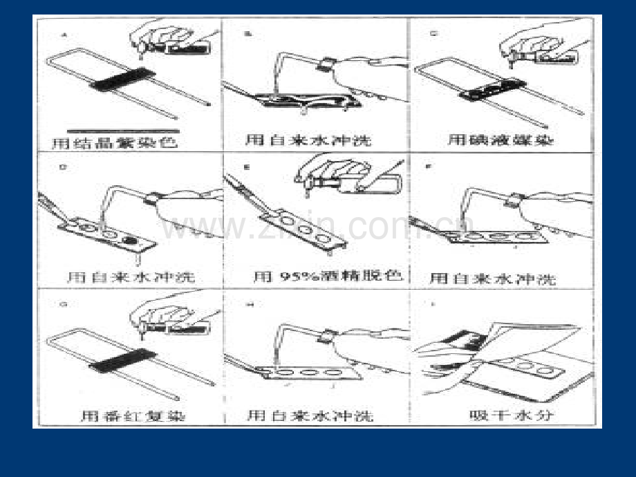 革兰氏染色法12科五第六组.pptx_第3页