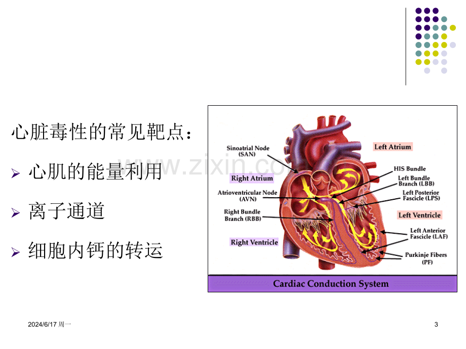 第5章-药物对心血管系统的毒性.ppt_第3页