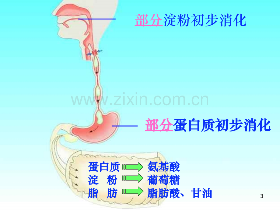 营养物质的吸收和利用.ppt_第3页