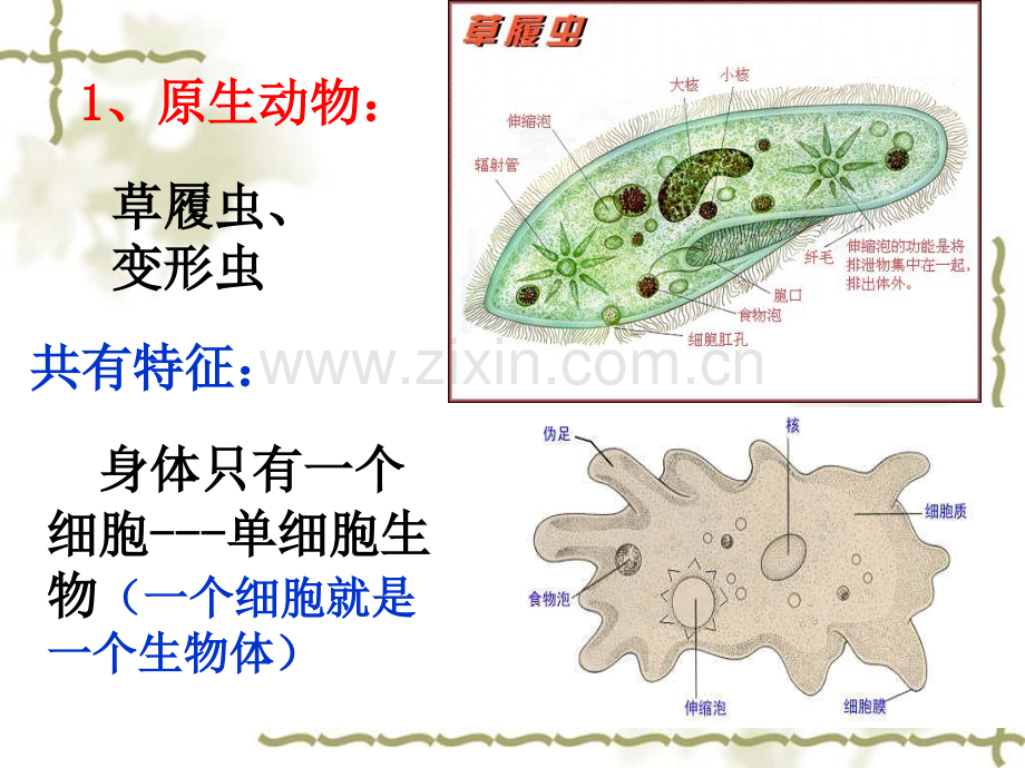 科学无脊椎动物.pptx_第3页