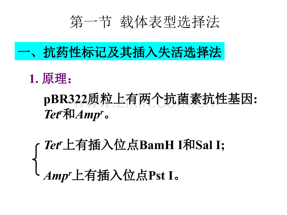 重组体克隆筛选和鉴定.pptx_第1页