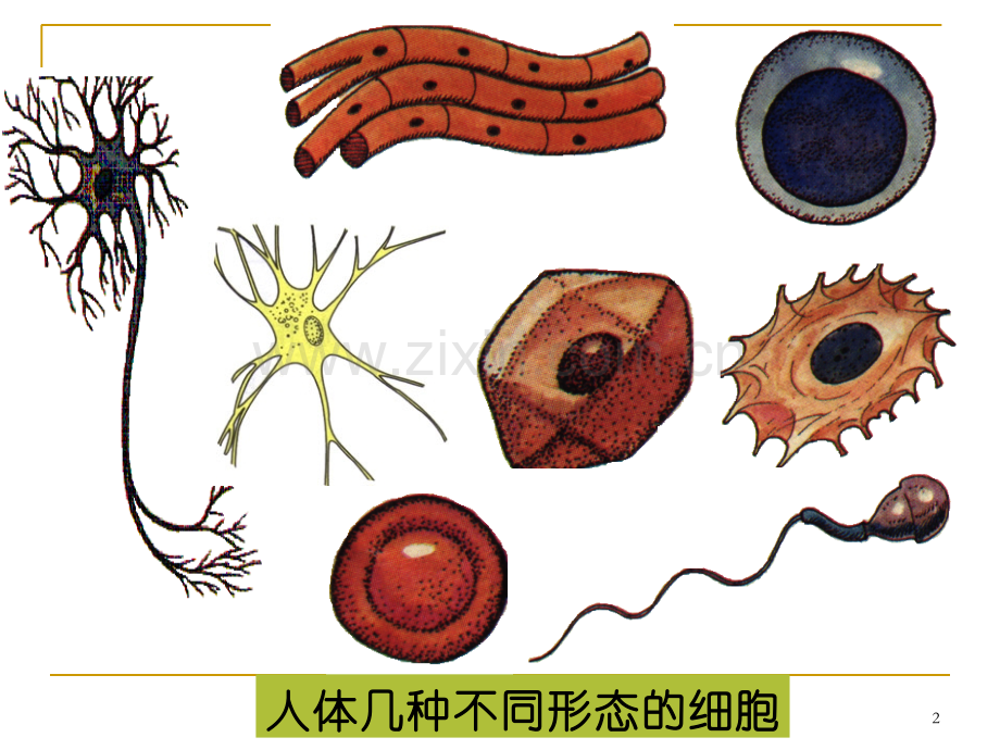 动物细胞和植物细胞的结构-.ppt_第2页