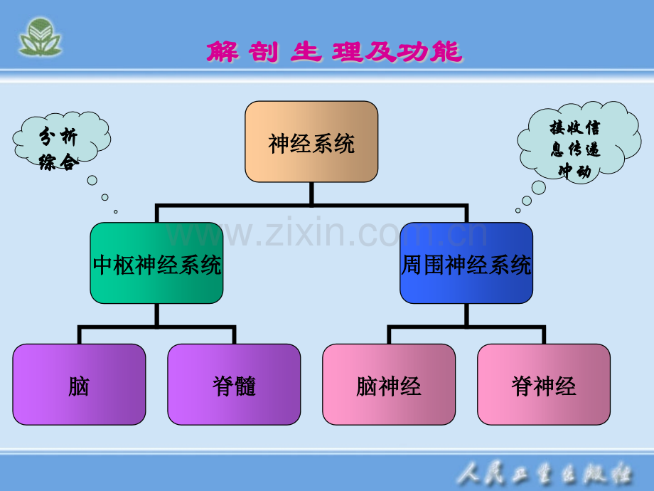 老年神经系统疾病护理.pptx_第3页