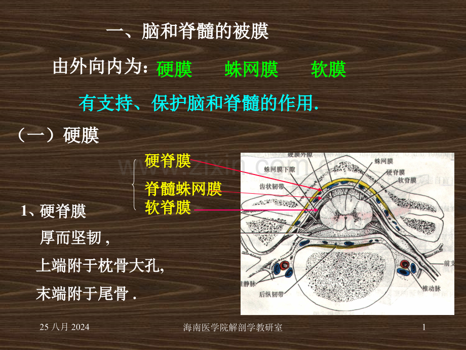 系统解剖-概要脑脊髓被膜.pptx_第1页