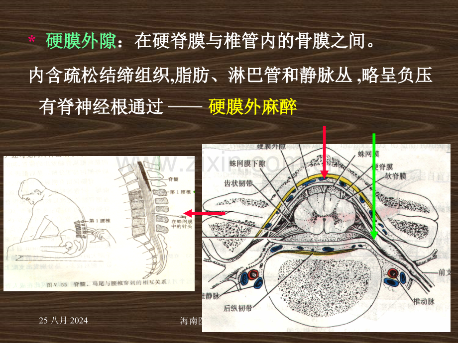 系统解剖-概要脑脊髓被膜.pptx_第2页