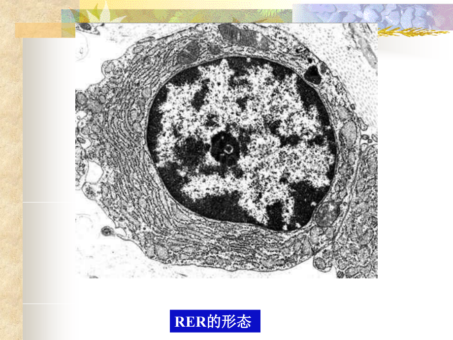 细胞生物学7蛋白合成转运.pptx_第1页