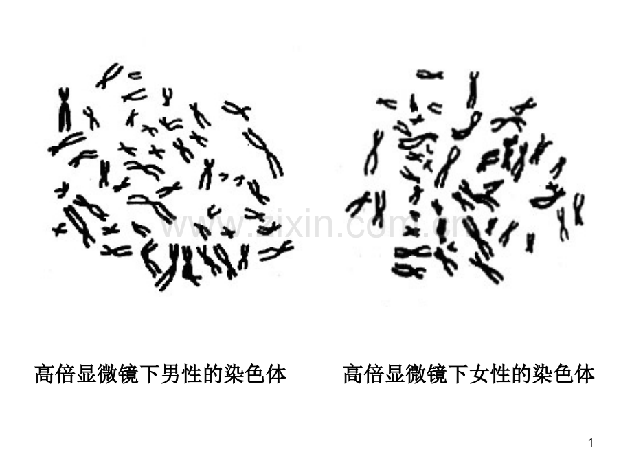 性别决定和伴性遗传---省级示范性高中所用教学PPT幻灯片课件.ppt_第1页