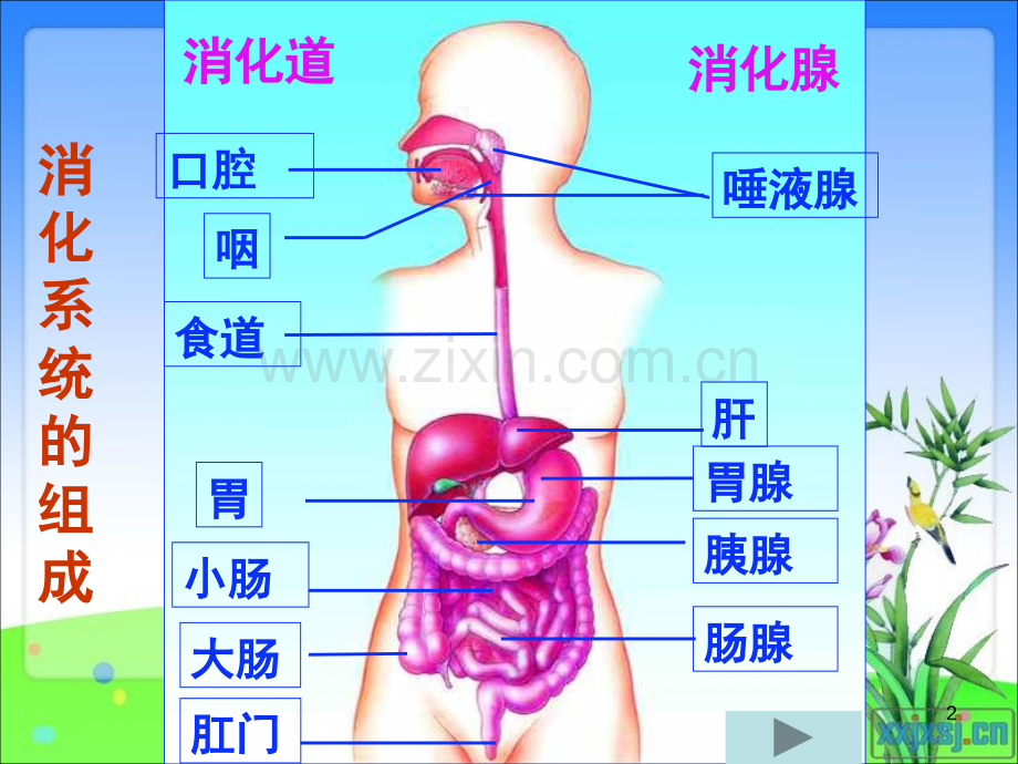 营养物质的吸收和利用(课堂PPT).ppt_第2页