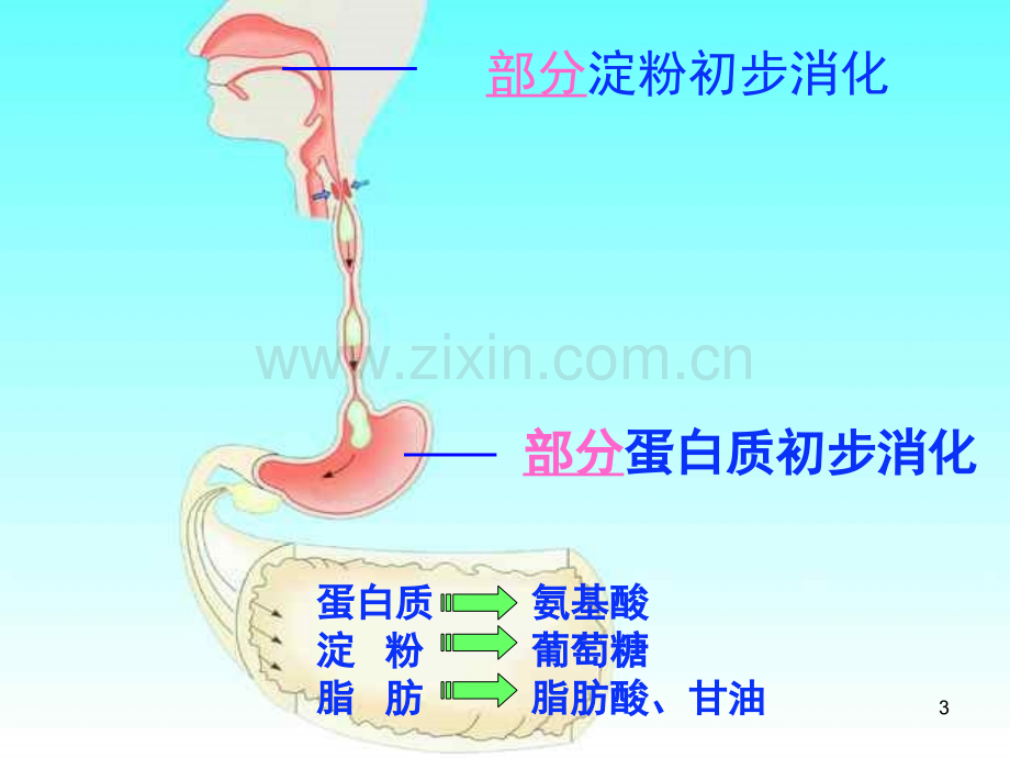 营养物质的吸收和利用(课堂PPT).ppt_第3页