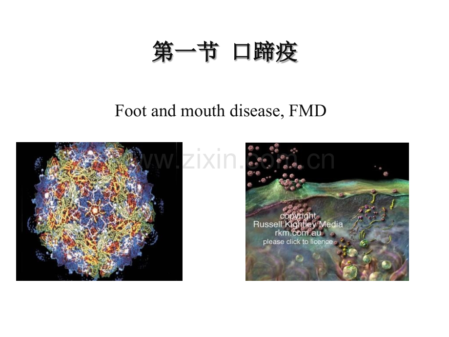 口蹄疫本科兽医传染病学.pptx_第1页