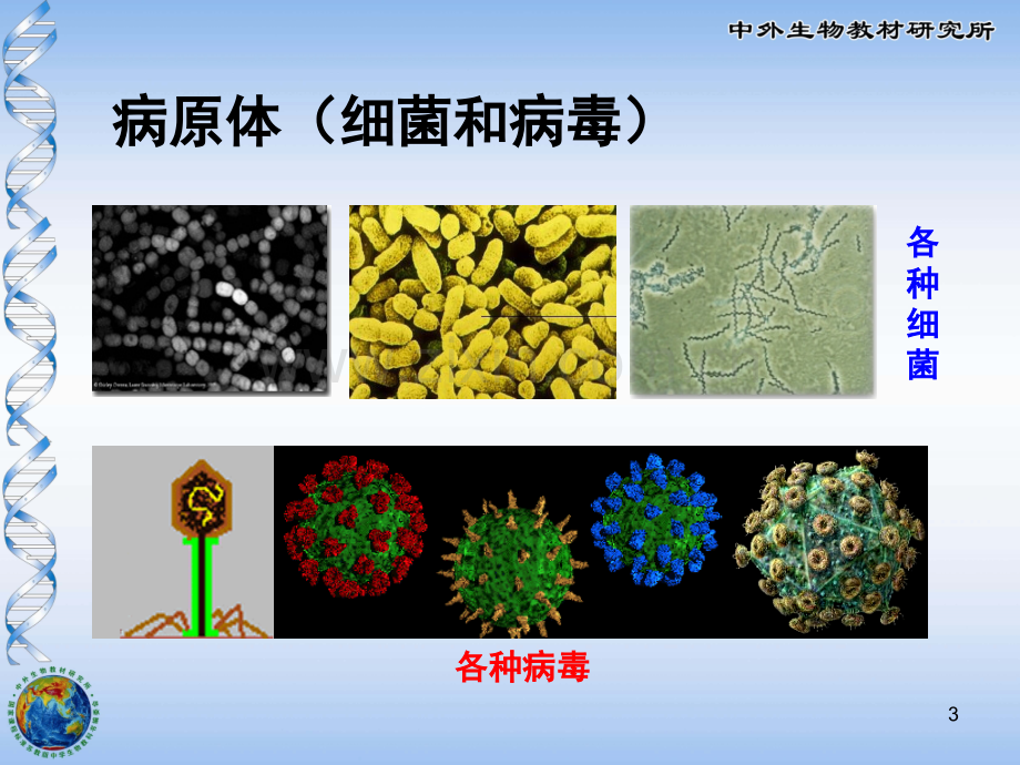 免疫(课堂PPT).ppt_第3页