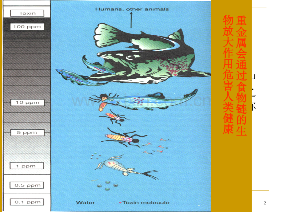 微生物吸附剂.pptx_第2页