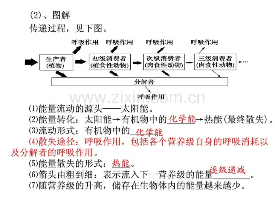 生态系统的功能——能量流动和物质循环图文.pptx_第3页