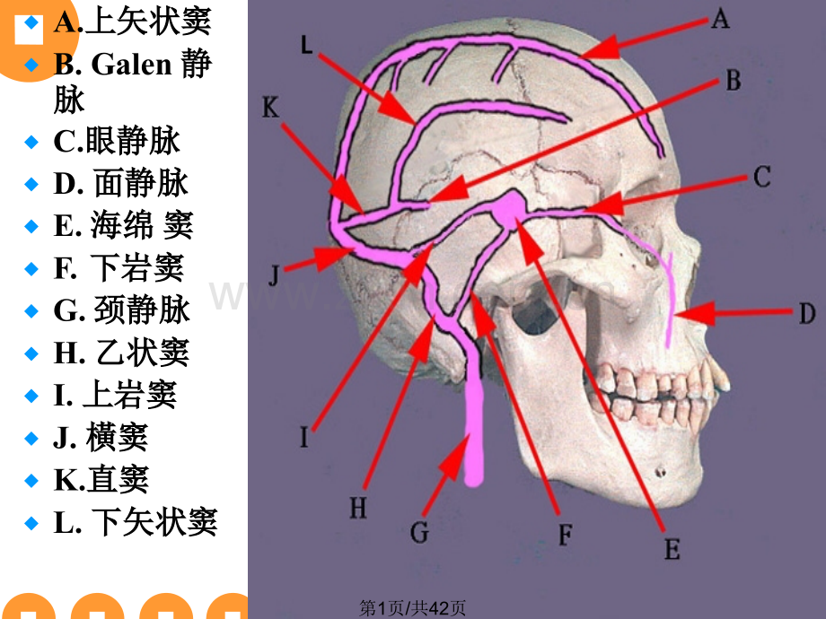 大脑静脉系统简略版.pptx_第1页