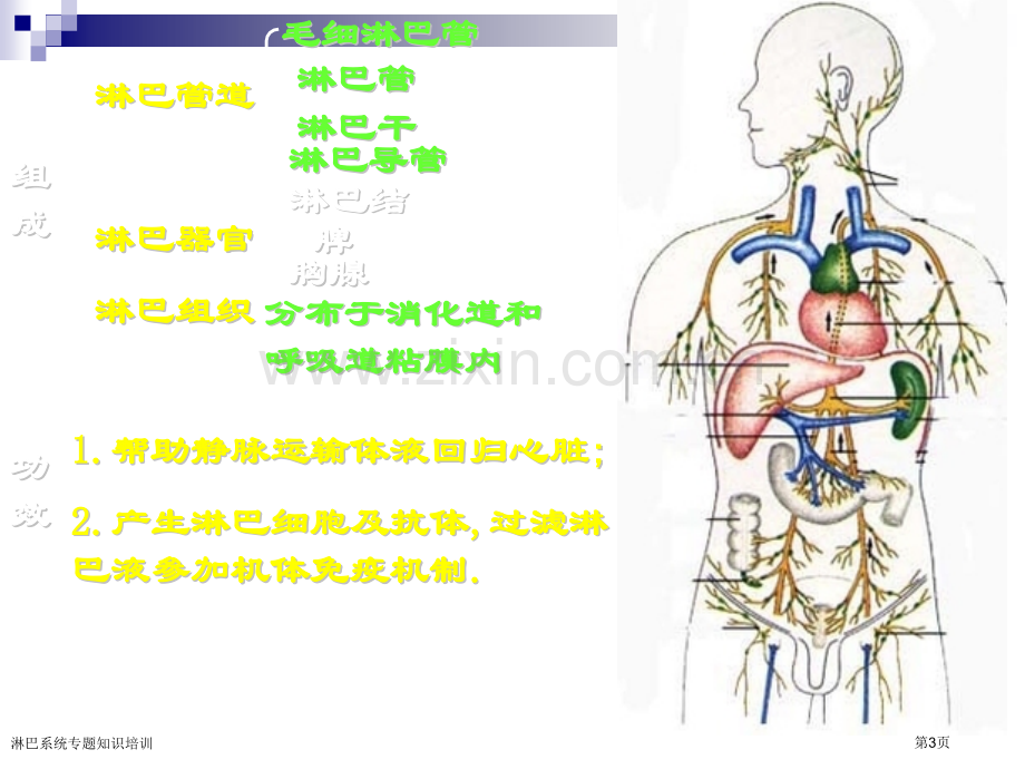 淋巴系统专题知识培训.pptx_第3页