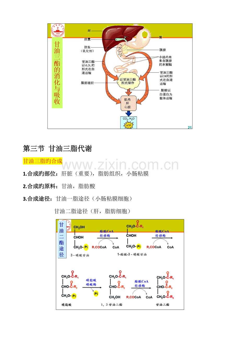 2023年生物化学脂质代谢知识点总结.doc_第2页