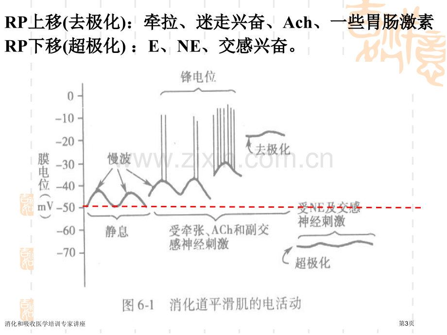 消化和吸收医学培训专家讲座.pptx_第3页